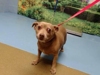 Chihuahua and Mixed Breed Dogs Available for Adoption in Moreno Valley, California - CLARA | PetCurious