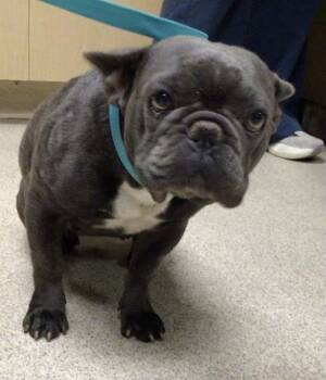 HAZEL -  French Bulldog Dog for Adoption in Riverside, California - HAZEL | PetCurious