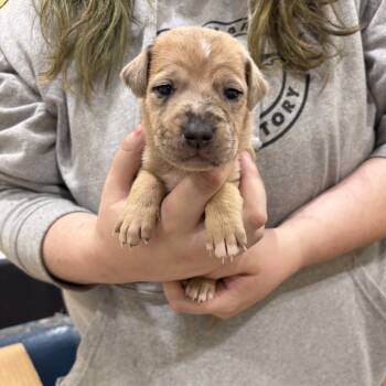Rescue Australian Cattle Dog Blue Heeler and Basset Hound Dogs for Adoption in Lynchburg, Virginia - Chip | PetCurious