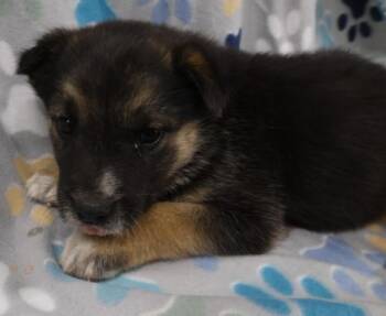 Grace -  Shepherd Dog Available for Adoption in Thief River Falls, Minnesota - Grace | PetCurious
