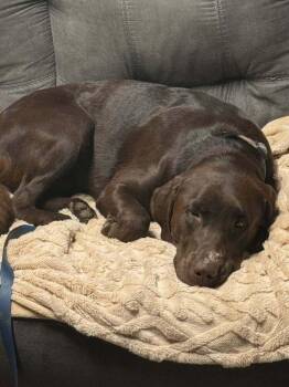 Labrador Retriever Dogs Available for Adoption - Tanker | PetCurious