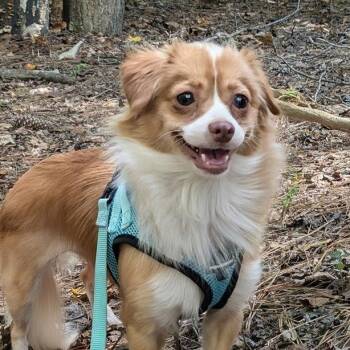 Pippi -  Chihuahua and Pomeranian Dog for Adoption in Pittsboro, North Carolina - Pippi | PetCurious