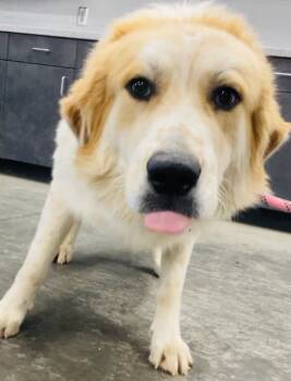 Rescue Mixed Breed Dogs for Adoption in Henderson, North Carolina - Coach | PetCurious