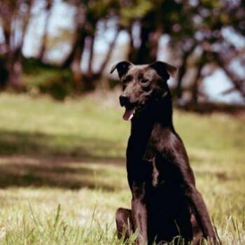Burger -  Shepherd and Mixed Breed Dog for Adoption in Portland, Oregon - Burger | PetCurious