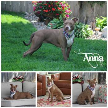 Rescue Terrier Dogs for Adoption in Sioux Falls, South Dakota - Anna | PetCurious