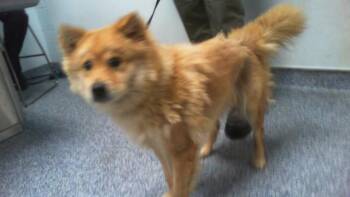 Chow Chow and Mixed Breed Dogs Available for Adoption in Charlotte, North Carolina - PRIM | PetCurious