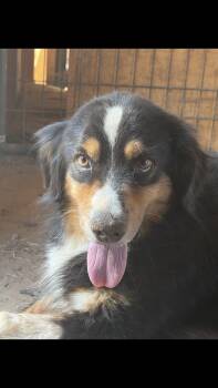 Chrisholm -  Australian Shepherd Dog for Adoption - Chrisholm | PetCurious