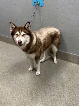 KODA -  Siberian Husky Dog for Adoption in Las Vegas, Nevada - KODA | PetCurious
