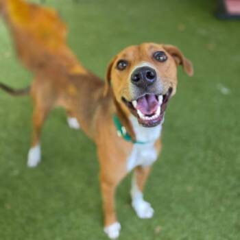 Miranda -  Mixed Breed Dog for Adoption in Greensboro, North Carolina - Miranda | PetCurious