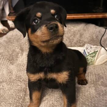 Runts -  Rottweiler Dog for Adoption in Cincinnati, Ohio - Runts | PetCurious