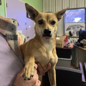 Zara -  Terrier and Chihuahua Dog for Adoption in Stephenville, Texas - Zara | PetCurious