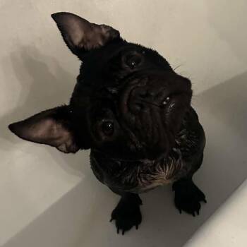 Sparky -  French Bulldog Dog for Adoption in Liverpool, Texas - Sparky | PetCurious