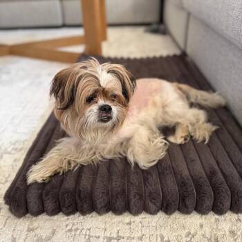 Lhasa Apso Dogs Available for Adoption in Waterford, New Jersey - HOBI | PetCurious