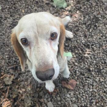 Gomer -  Beagle and Mixed Breed Dog for Adoption in Nowata, Oklahoma - Gomer | PetCurious