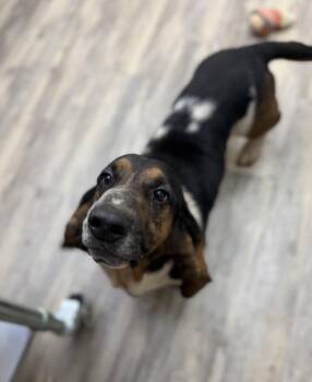Charlie -  Basset Hound Dog for Adoption in Sonora, California - Charlie | PetCurious