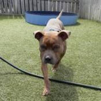 Smoke -  Pit Bull Terrier Dog for Adoption in Hilliard, Ohio - Smoke | PetCurious