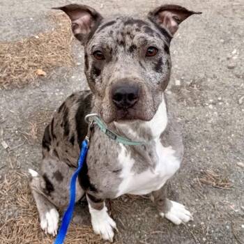 Catahoula Leopard Dog Dogs Available for Adoption in Pocatello, Idaho - Nova | PetCurious