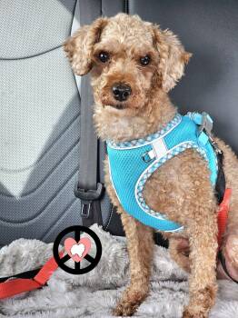 Chance -  Poodle Dog for Adoption in Lebanon, Pennsylvania - Chance | PetCurious
