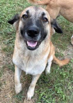 Momo -  German Shepherd Dog and Black Mouth Cur Dog for Adoption - Momo | PetCurious