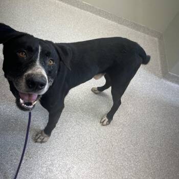 Wiley -  Black Labrador Retriever and Border Collie Dog for Adoption in Kansas City, Kansas - Wiley | PetCurious