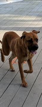 Boxer and Shar Pei Dogs Available for Adoption - Pudding | PetCurious