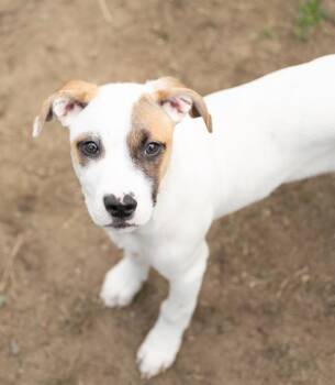 Elroy -  Australian Cattle Dog Blue Heeler and Pit Bull Terrier Dog for Adoption in Stratham, New Hampshire - Elroy | PetCurious
