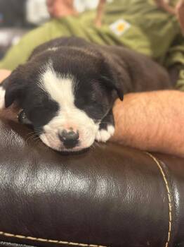 Pit Bull Terrier and Boxer Dogs Available for Adoption - FINNIGAN | PetCurious