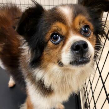 SCFL-Stray-66953 -  Mixed Breed Dog for Adoption in Lake Panasoffkee, Florida - SCFL-Stray-66953 | PetCurious