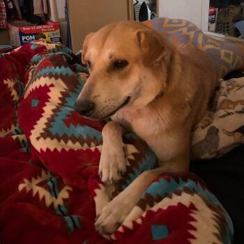 Rescue Shepherd Dogs for Adoption in Chinle, Arizona - Penny | PetCurious