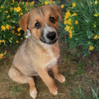 Carter -  German Shepherd Dog and Husky Dog for Adoption in Las Vegas, Nevada - Carter | PetCurious