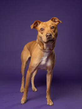 Rescue Labrador Retriever and Mixed Breed Dogs for Adoption in Atlanta, Georgia - Milah | PetCurious