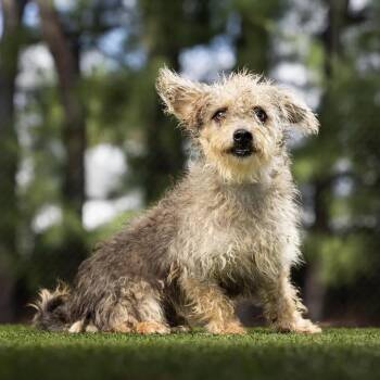 Cappuccino -  Mixed Breed Dog for Adoption in Jupiter, Florida - Cappuccino | PetCurious