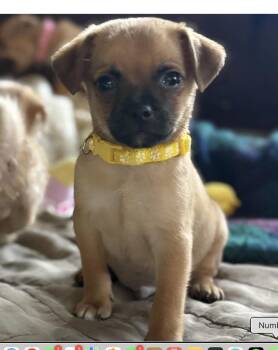 Rescue Mixed Breed Dogs for Adoption in Los Angeles, California - Berlioz | PetCurious