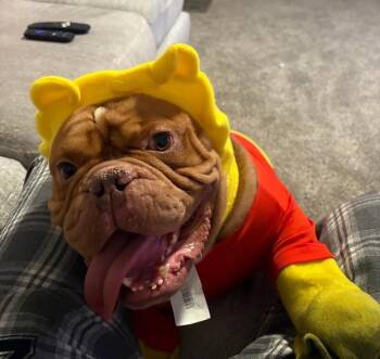 Meatball -  Mixed Breed Dog for Adoption in Cincinnati, Ohio - Meatball | PetCurious
