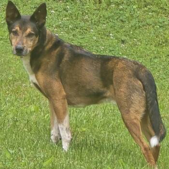 Juney* -  German Shepherd Dog and Mixed Breed Dog for Adoption in Waynesville, North Carolina - Juney* | PetCurious