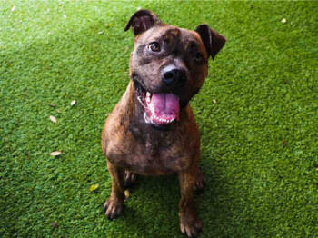 Rescue American Bulldog and Mixed Breed Dogs for Adoption in Doral, Florida - REX | PetCurious