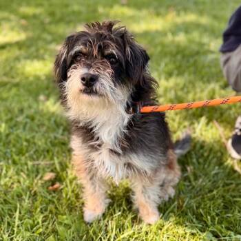 Terrier Dogs Available for Adoption in Chino Hills, California - Robert - Chino Hills Location | PetCurious