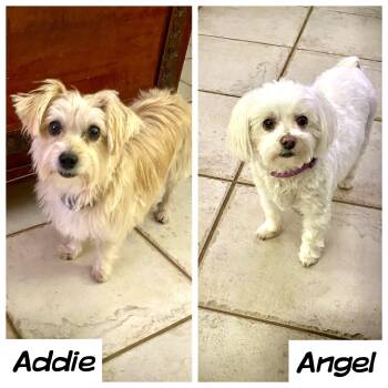 Maltese and Yorkshire Terrier Dogs Available for Adoption - Addie & Angel | PetCurious
