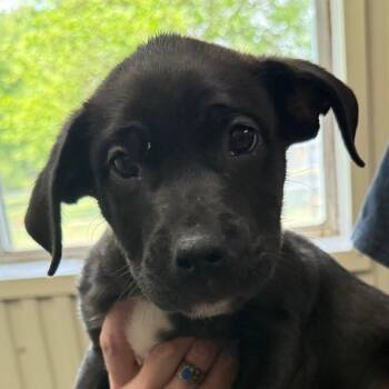 Black Labrador Retriever Dogs Available for Adoption in Mount Vernon, Arkansas - Carlos | PetCurious
