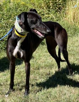 Violet -  Greyhound Dog for Adoption in Hopkinton, Massachusetts - Violet | PetCurious