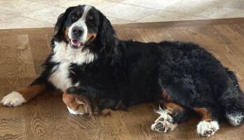 Aspen -  Bernese Mountain Dog Dog for Adoption in Larkspur, Colorado - Aspen | PetCurious