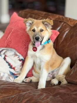 Great Pyrenees and Shepherd Dogs Available for Adoption in Richardson, Texas - 26-053 Dolly | PetCurious