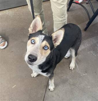 RICKY -  Mixed Breed Dog for Adoption in Dallas, Texas - RICKY | PetCurious