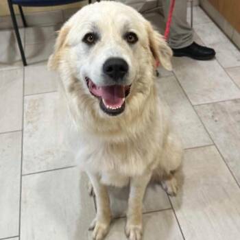 Great Pyrenees and Anatolian Shepherd Dogs Available for Adoption in Phoenix, Maryland - Lilly | PetCurious