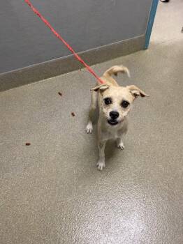 Terrier Dogs Available for Adoption in Las Vegas, Nevada - JACKAROO | PetCurious