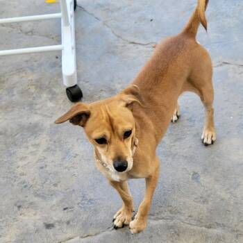 Tuck -  Miniature Dachshund and Chihuahua Dog for Adoption in Nampa, Idaho - Tuck | PetCurious