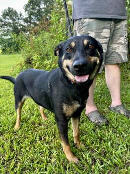Rescue Shepherd and Mixed Breed Dogs for Adoption in Leesburg, Alabama - Cinder | PetCurious