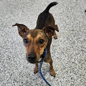Spooky -  Miniature Pinscher and Terrier Dog for Adoption in Kingman, Kansas - Spooky | PetCurious