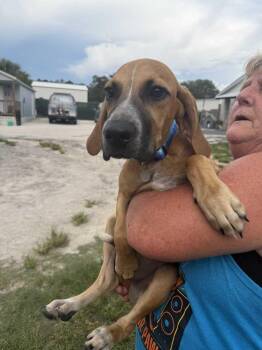 Travis -  Hound Dog for Adoption in Lakeland, Florida - Travis | PetCurious