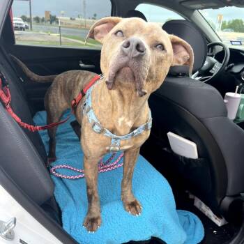 Rescue Terrier Dogs for Adoption in Corpus Christi, Texas - Jasper | PetCurious